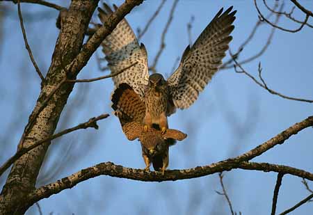 L0778_falkenpaarung