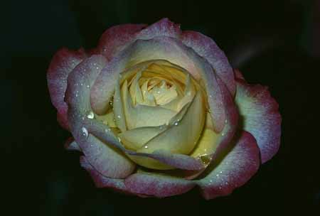 L0780_rose