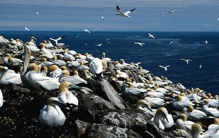 L0784_blick_von_bass_rock