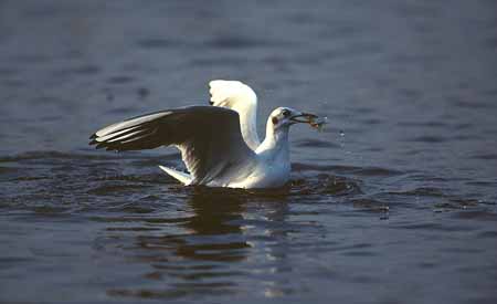 L0786_moewe_mit_fisch