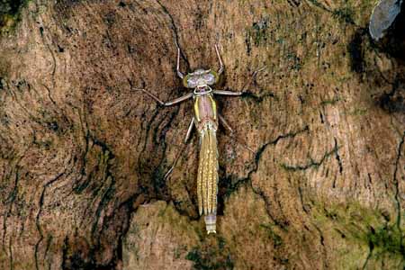 L0788_libelle_auf_holz