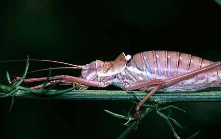 L0796_rosarote_sattelschrecke_portrait