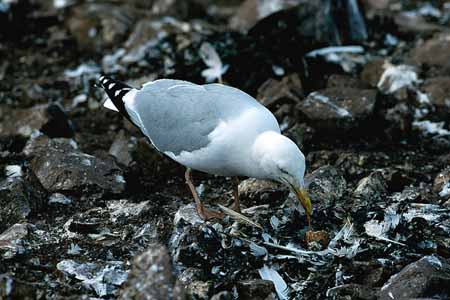 L0798_moewe_eierdieb