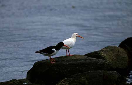 L0801_austernfischer_albino