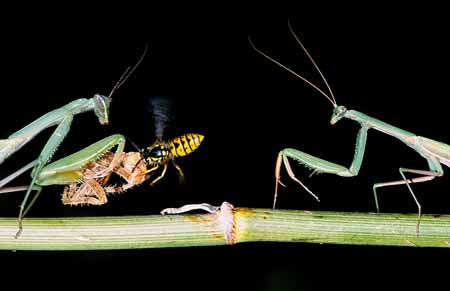 L0808_gottesanbeterin_und_wespe_nah