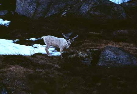 L0829_rentier_norwegen