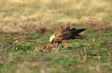 L0836_rohrweihe_mit_beute