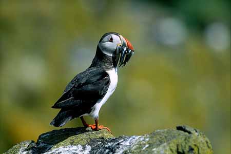 L0838_papageitaucher_mit_sandalen