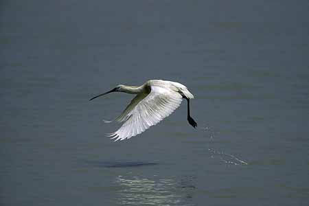 L0874_startender_loeffler