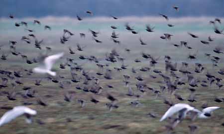 L0887_stare_u_moewen_1