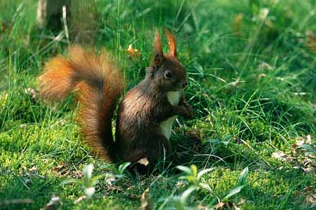L0891_eichhoernchen