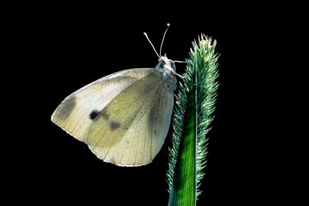 L0900_falter_im_gegenlicht