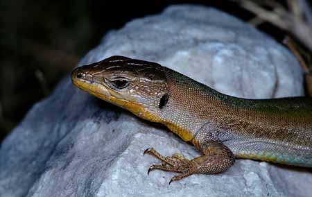 L0902_eidechsenportrait