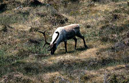 L0929_rentier_nah_norwegen