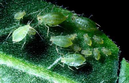 L0930_blattlausfamilie