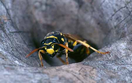 L0942_wespe_am_schlupfloch