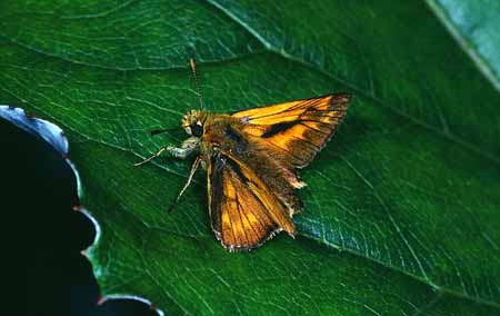 L0943_dickkopffalter