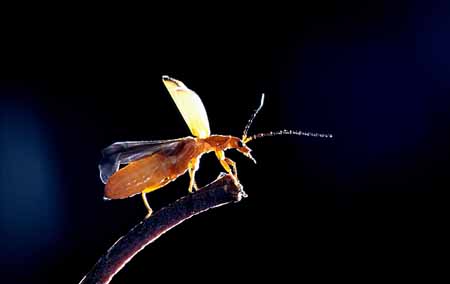 L0947_kleiner_kaefer