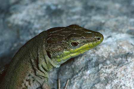 L0949_eidechsenportrait