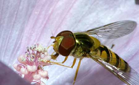 L0957_schwebfliege_auf_bluete