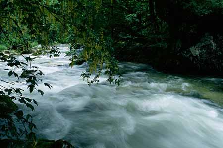 L0958_blueten_am_wasser