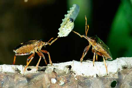 L0959_wanzen_zanken_um_raupe