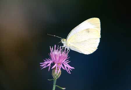 L0960_falter_auf_bluete_nah