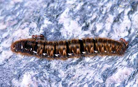 L0967_ameisen_und_raupe