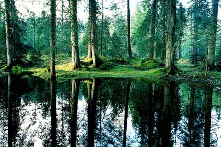 L0971_baeume_spiegelung