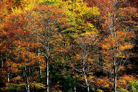 L0972_baeume_silberne_staemme