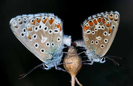 L0974_falter_schmetterlingspaarung