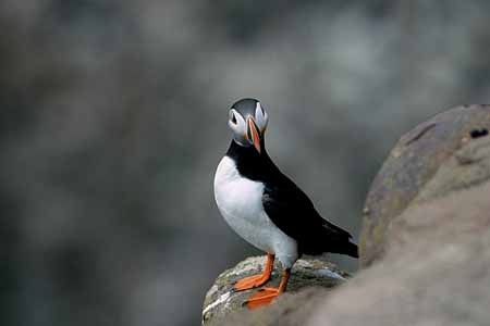 L0978_papageitaucher