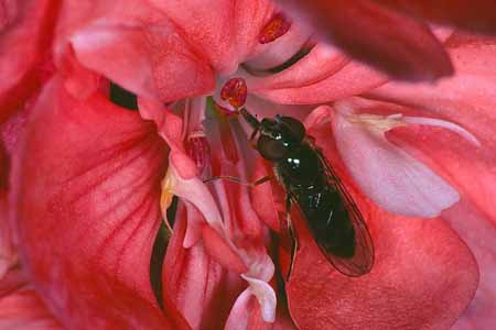 L0980_fliege_in_bluete