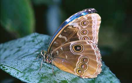 L0989_schmetterling