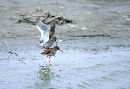 L0991_rotschenkel_paarung