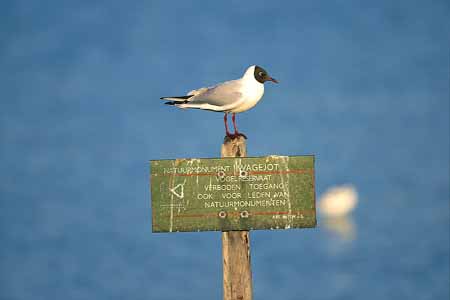 L0996_moewe_auf_pfahl