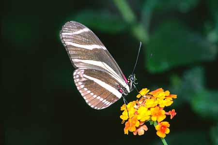 L0998_schmetterling