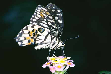 L1003_schmetterling_nah