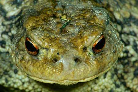 L1006_froschportrait