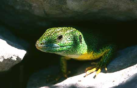 L1020_smaragdeidechse