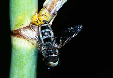 L1023_krabbenspinne_mit_beute