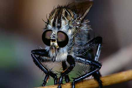 L1026_raubfliege_portrait