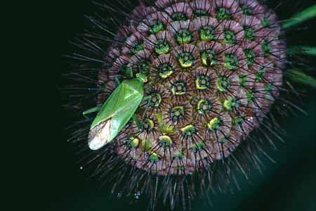 L1027_wanze_auf_bluete