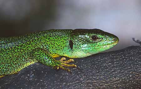 L1040_smaragdechse