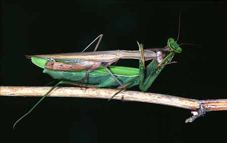 L1043_gottesanbeterin_frisst_maennchen