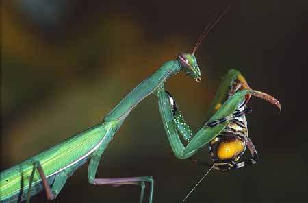 L1049_gottesanbeterin_frisst_argiope