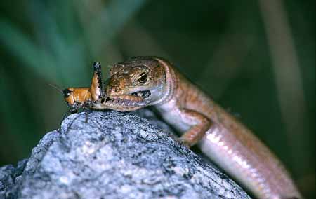 L1057_eidechse_und_grashuepfer_3