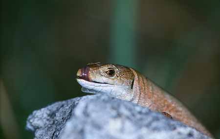 L1058_eidechse_und_grashuepfer_4