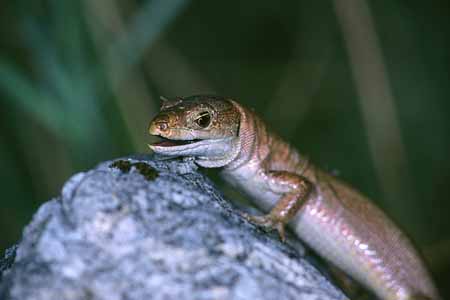 L1059_eidechse_und_grashuepfer_1