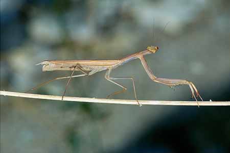 L1061_gottesanbeterin_auf_halm